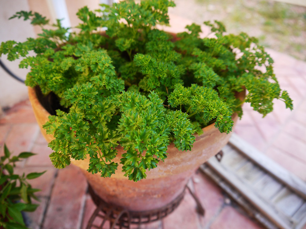 一年中収穫できる！ パセリのプランター栽培農家web