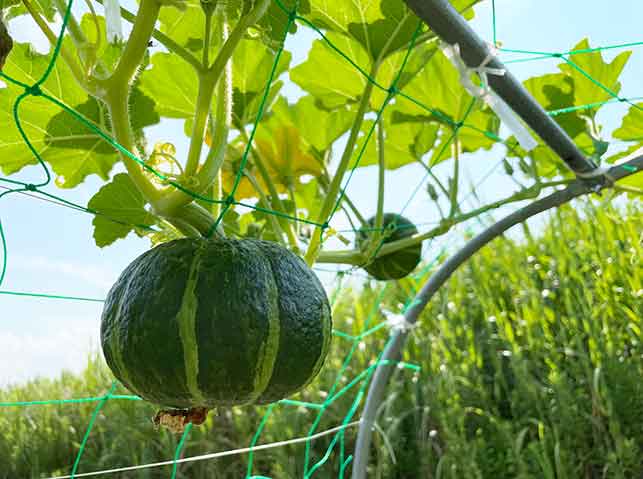 ミニかぼちゃの育て方 坊ちゃんカボチャの立体栽培は夏野菜スペース足りない問題を解決？家庭菜園の仲達と家庭野菜宣言