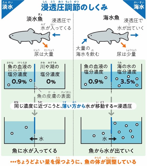 人工海水の作り方塩分濃度や必要な道具は? - WORIVER