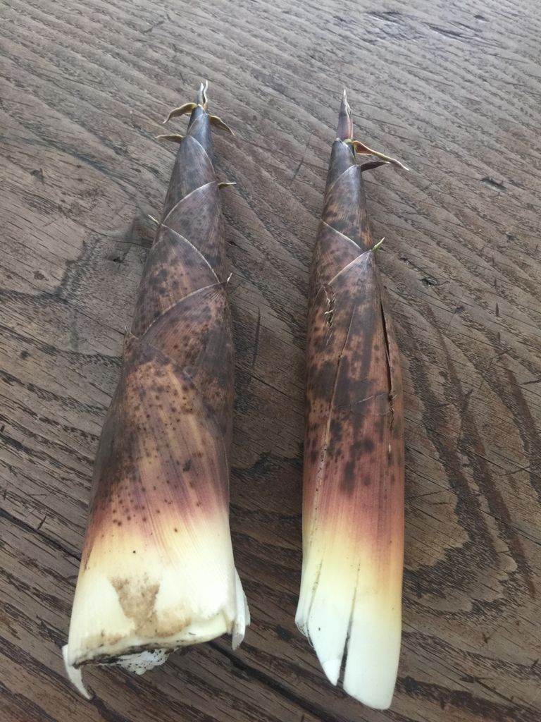 大量のたけのこ 真竹 を一度にあく抜きするITエンジニアブログ