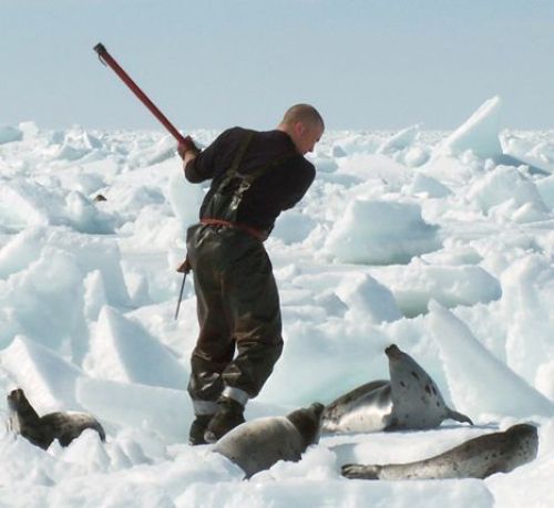 タコ vs アザラシ」4分にわたる死闘の末、勝ったのは？ 動画ありTABI LABO