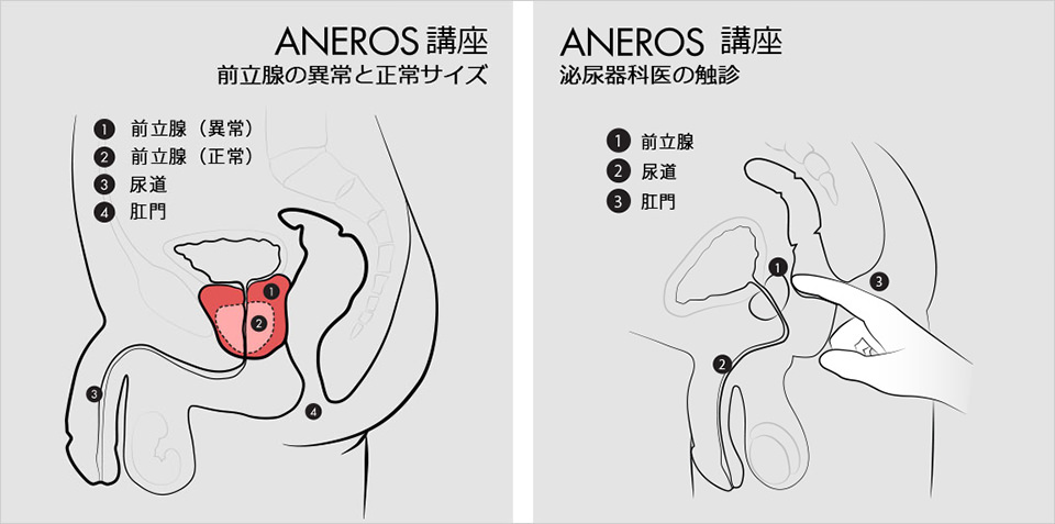 初心者向けアナル開発のススメ！失神するほど気持ちいい前立腺にあなたは興味ありますか？