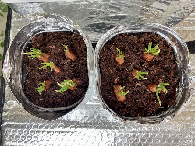 農家が教える小ネギの栽培方法 いつでもとれたて！ キッチンガーデンでも育てられる小ネギの作り方マイナビ農業