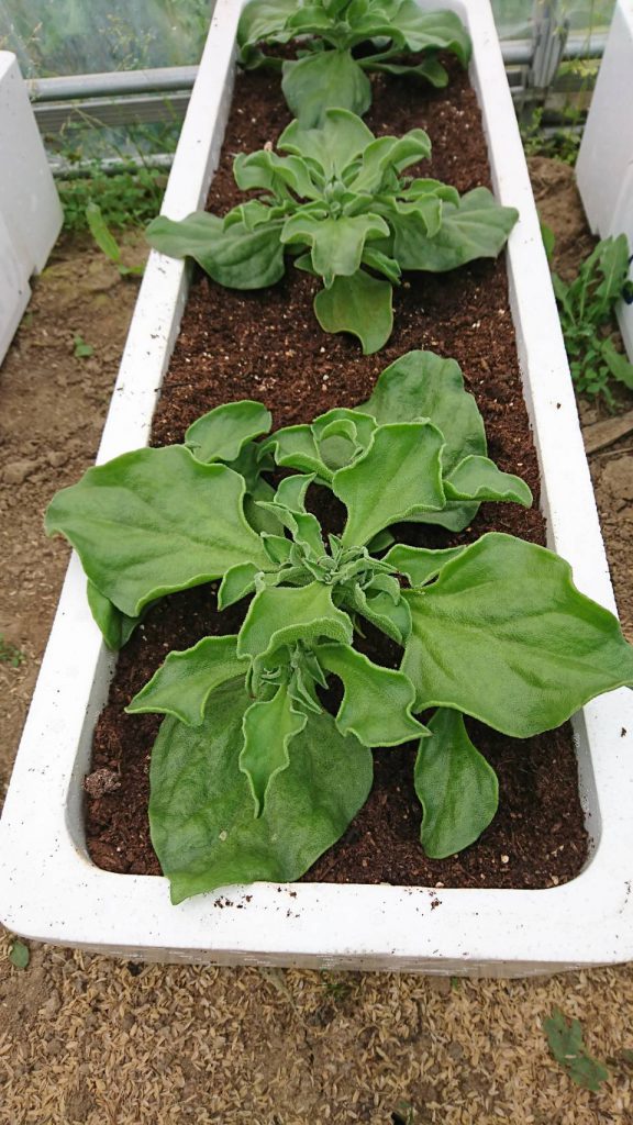 アイスプラントのプランターでの育て方・栽培方法