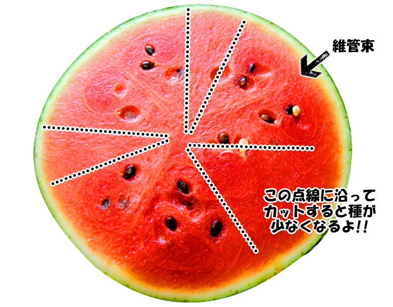 カットスイカ 断面の写真素材 - PIXTA