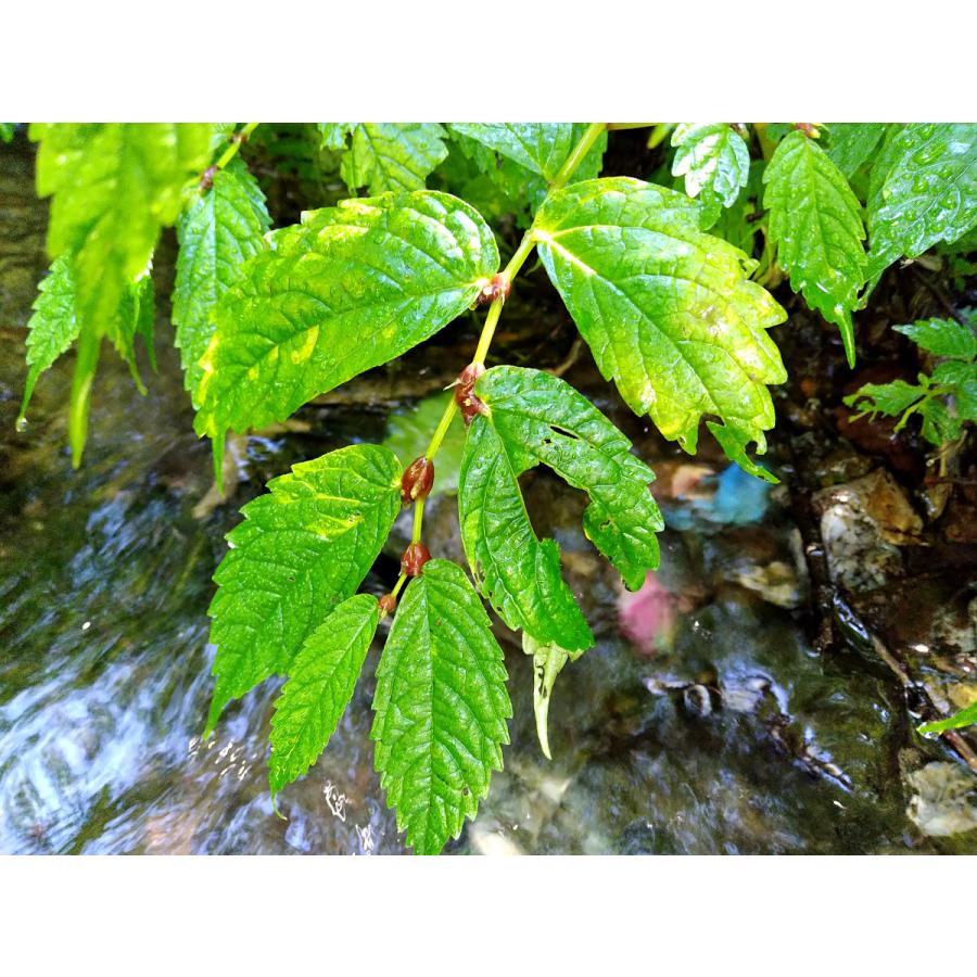 青森の天然山菜ミズ みずの実 ミズノコブ ミズのこ ムカゴ