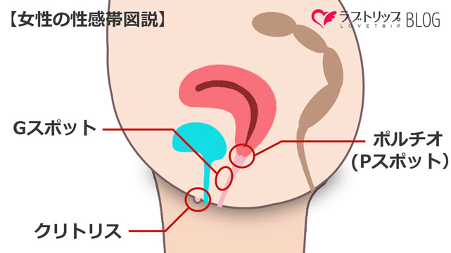 ポルチオとは？ 開発するとセックスが気持ちいい？ |