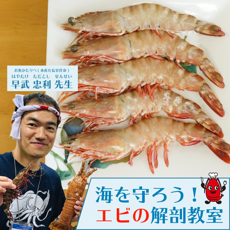 おせちに伊勢海老が入っている意味とは?通販で買える豪華なおせち商品も紹介