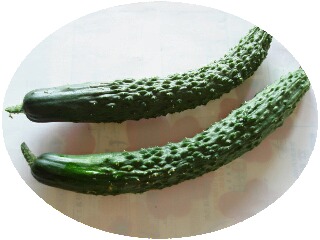 ケバケバ・イボイボ・凸凹のキュウリ - 山里に生きる道草日記