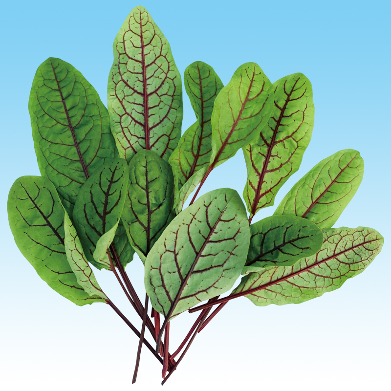 なばな 菜花 みなとの野菜大辞典