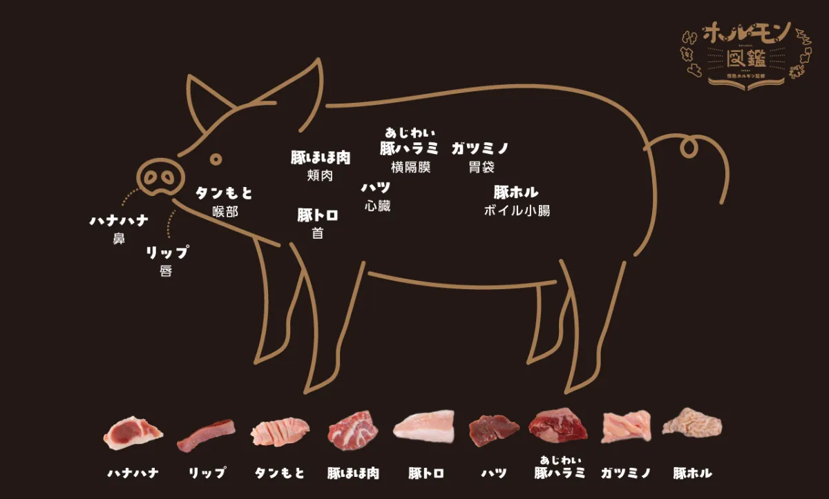 部位の特徴 ホルモン— 肉の通販P.F.C