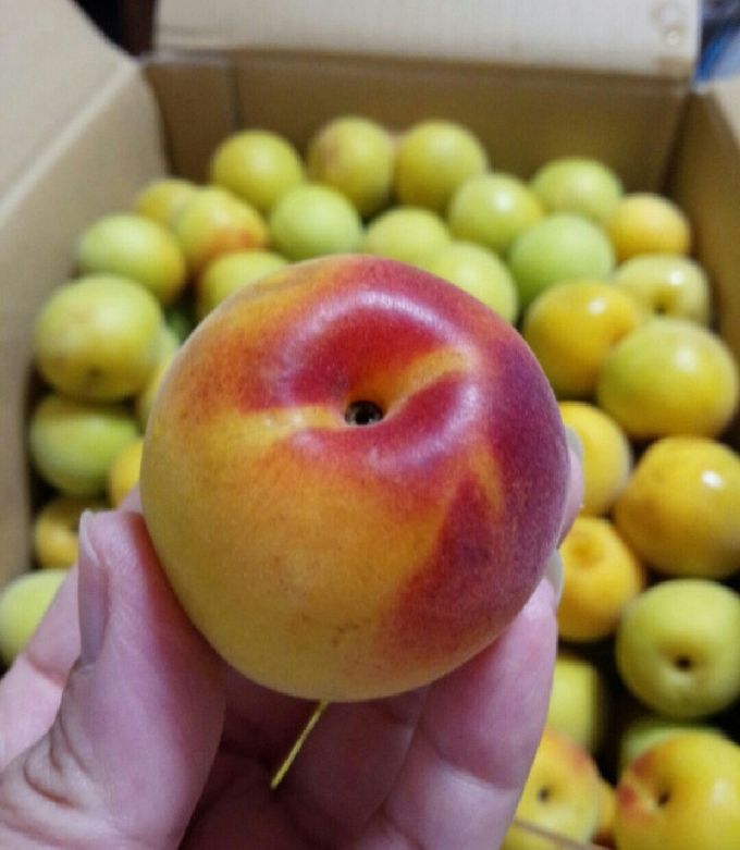 梅干しの作り方 南高梅の農家直送・青梅通販「紀州梅苑」梅農家がつくる安心の紀州南高梅