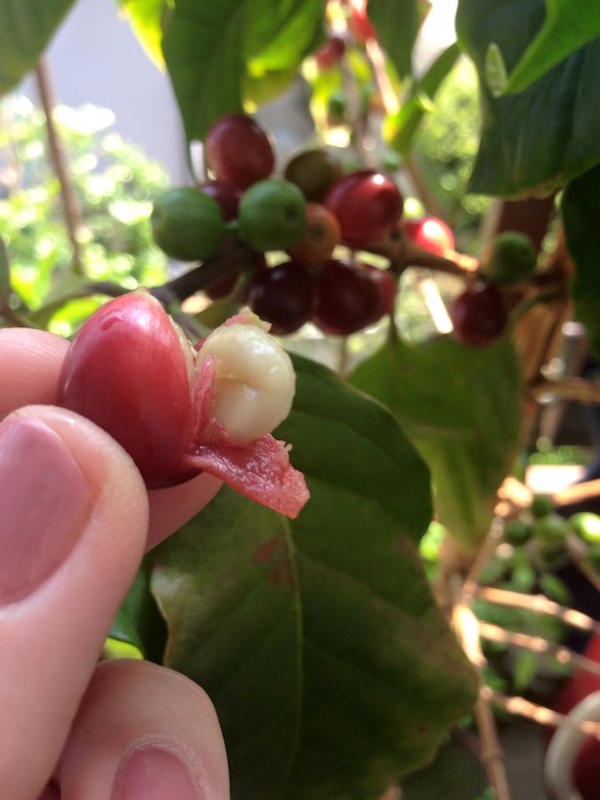 コーヒーの木 育て方観葉植物 Dictionaryブルーミングスケープ