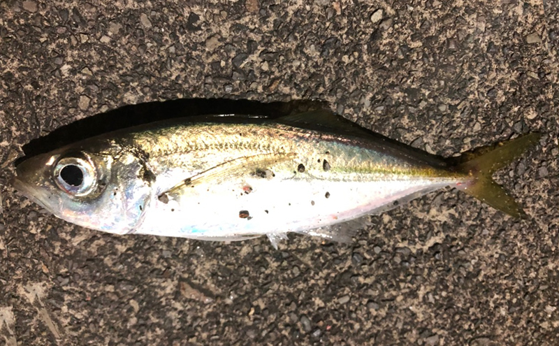 あじ旬のきほん 魚オレンジページnet