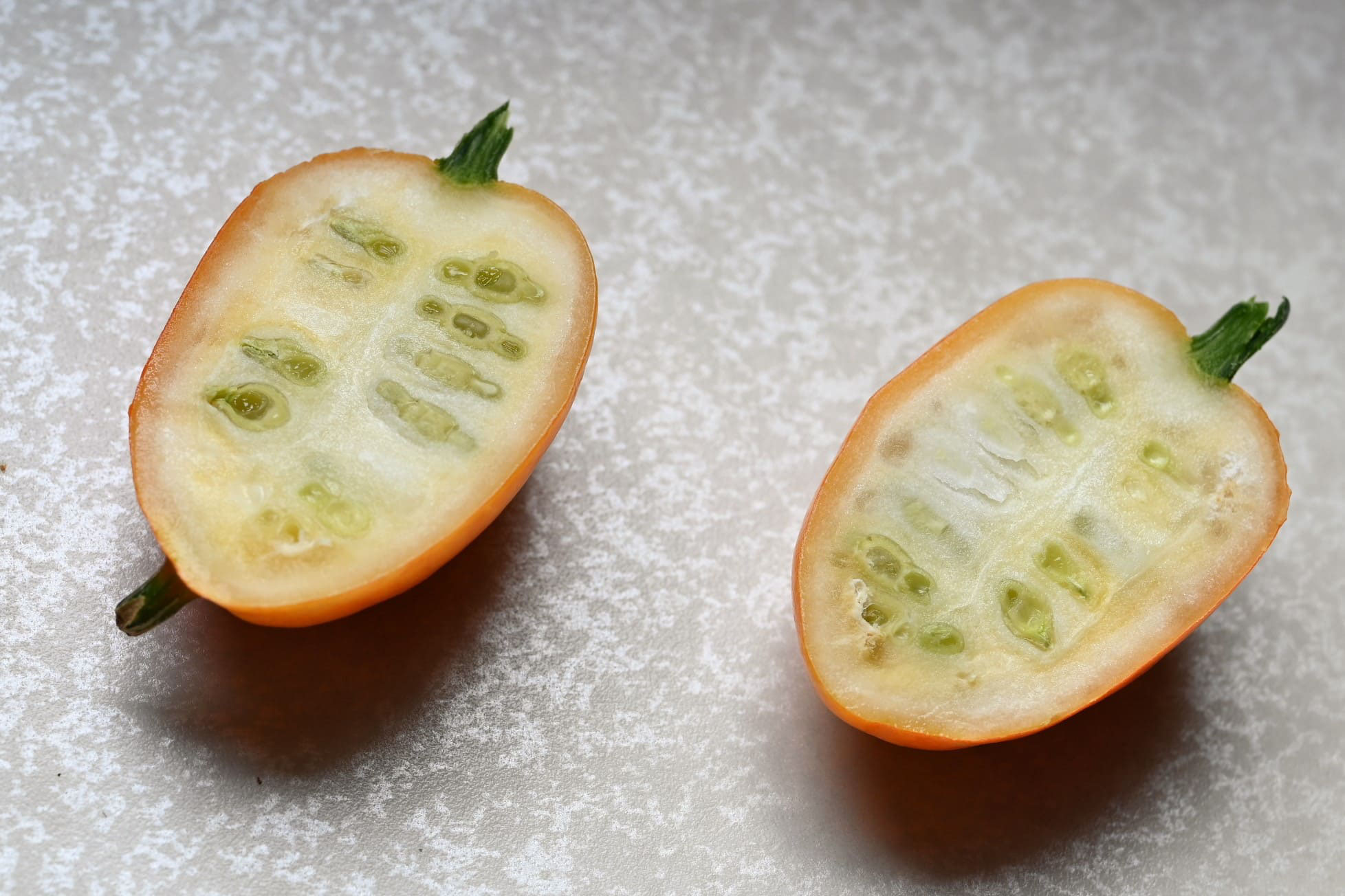 キカラスウリの実を見つけた。 イヌマキの実も食べられそうになっている。 - ぶちょうほうの画 え 日記 一語一画 え