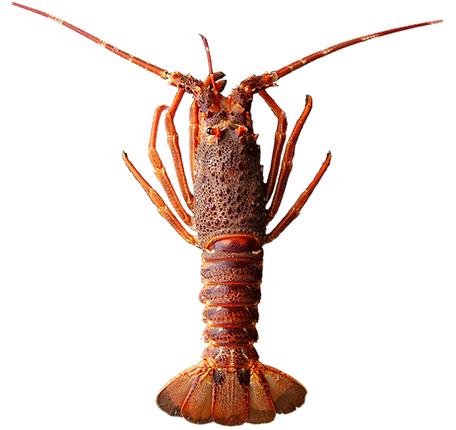 高級ブラックタイガー エビ 1kg えび 海老 30-40尾 特大 背ワタなし約30-40尾 えび 海老 特大 高級 人気 時短 手軽 簡単 殻むき 背わた 冷凍 バーベキュー 鉄板焼き アヒージョ シュリンプ- 大阪府泉佐野市ふるさとチョイス - ふるさと納税サイト