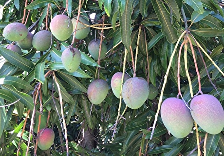 ハワイ暮らし・トロピカルフルーツ - ALOHA life by Umi