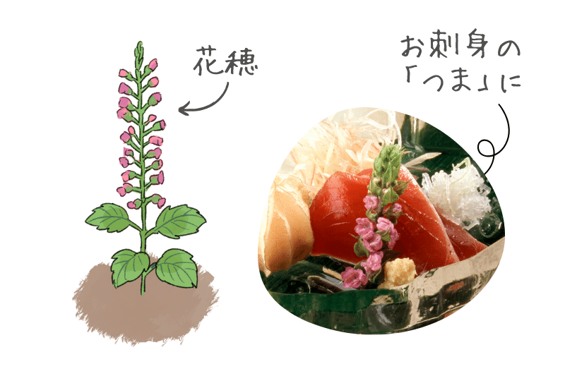 赤紫蘇の実お知らせ - たべるとくらすと