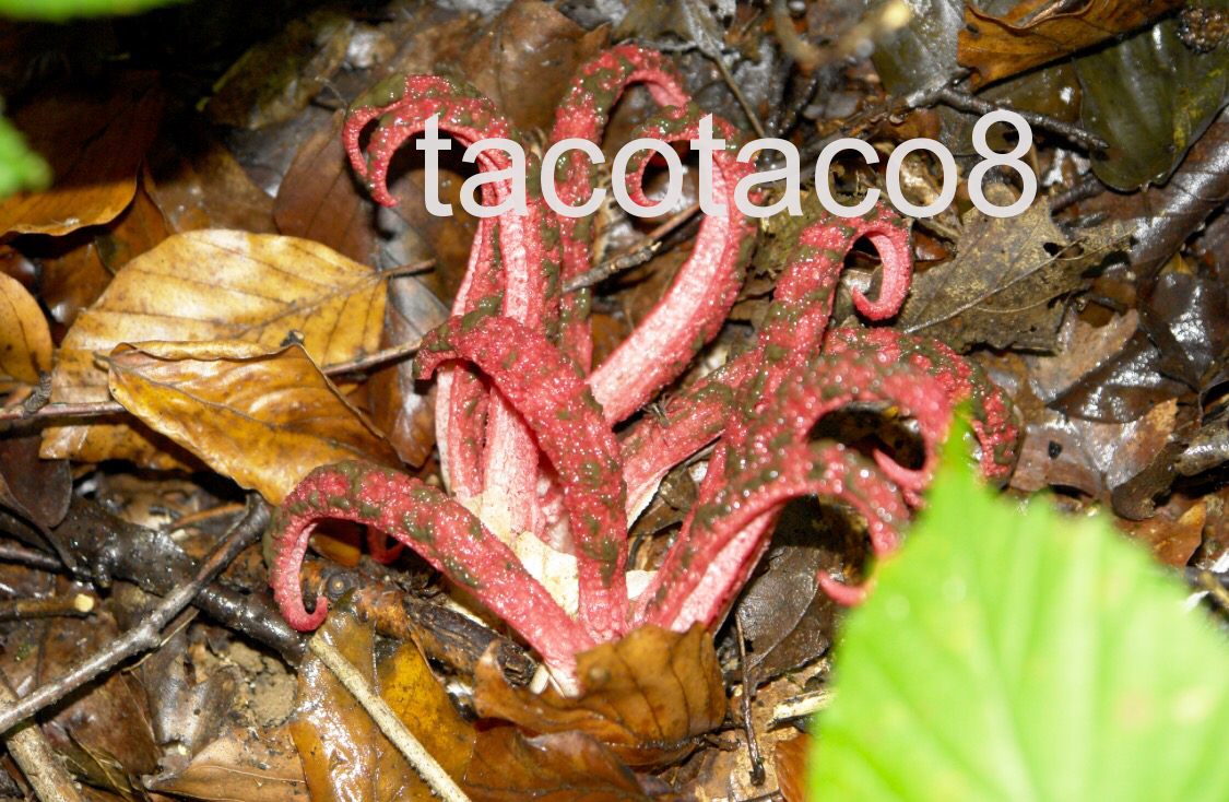 スッポンタケの卵を食べてみた - 月刊 きのこ人