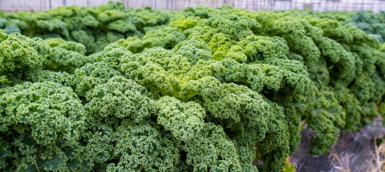 簡単！ナッパのユッケジャンスープレシピ