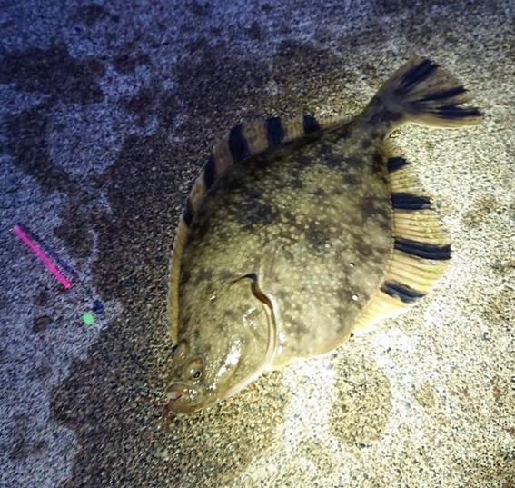 キャットフードのカレイ・ヒラメ。栄養素の違いと特徴、海外産では区別されていないキャットフード勉強会