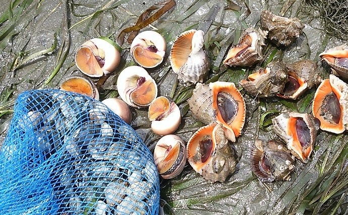 鮨と魚料理の保広ブログ: 瀬戸のあかにし貝