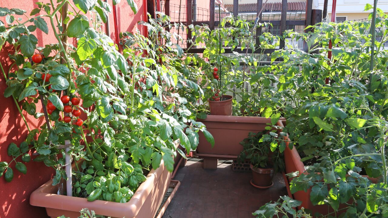 家庭菜園をベランダで!初心者にもおすすめの野菜と注意点を徹底解説 アットホーム 住まい・不動産のお役立ち情報&ツール