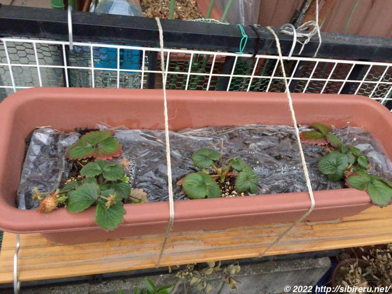 自宅で冬にいちごをならせる方法を伝授いちご狩り研究所