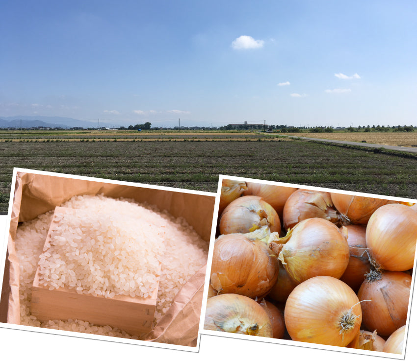 佐賀県産 泥付き レンコン 3kg 有明・潮風ファーム 蓮根 れんこん佐賀県小城市セゾンのふるさと納税