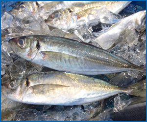 夏に旬なお魚」 その 特徴 や 美味しい提供方法 は ?個人店のミカタfor仕入れ