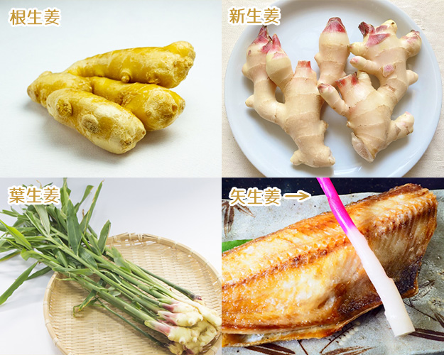 2025年最新 新生姜の出回り時期はいつ？高知・和歌山・北海道の旬と買いどき完全ガイドサザエの食卓ジャーナルサザエ食品株式会社