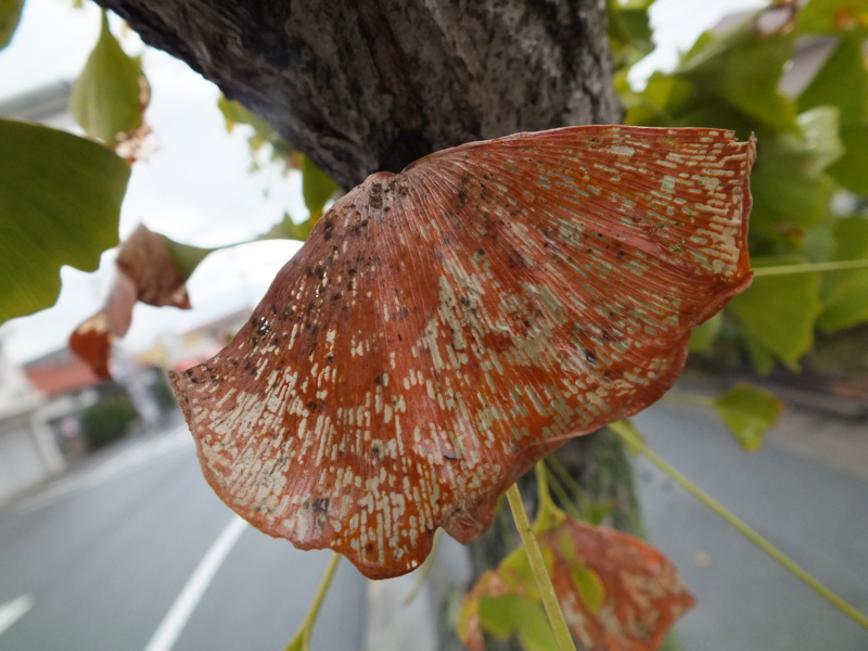 イチョウの葉を食べた虫がいる - 虫村の日記