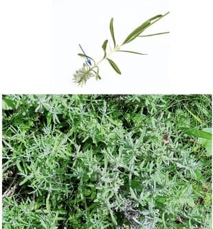 ヴィンテージ ファブリック ラベンダーサシェ ラベンダーのサシェの作り方 ラベンダーポプリ ラベンダー刺繍 Making LavenderSachets.