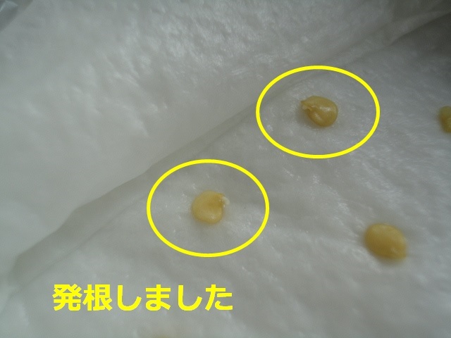 ピーマン水耕栽培 苗から始める手順や育て方農家web