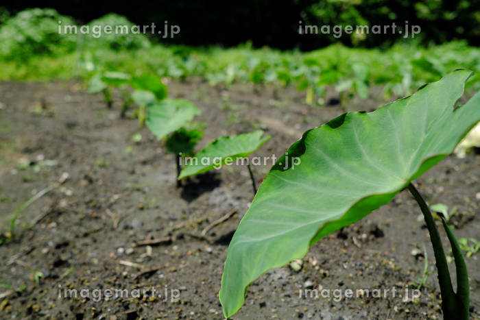 里芋の葉っぱの写真素材写真素材なら「写真AC」無料 フリー ダウンロードOK