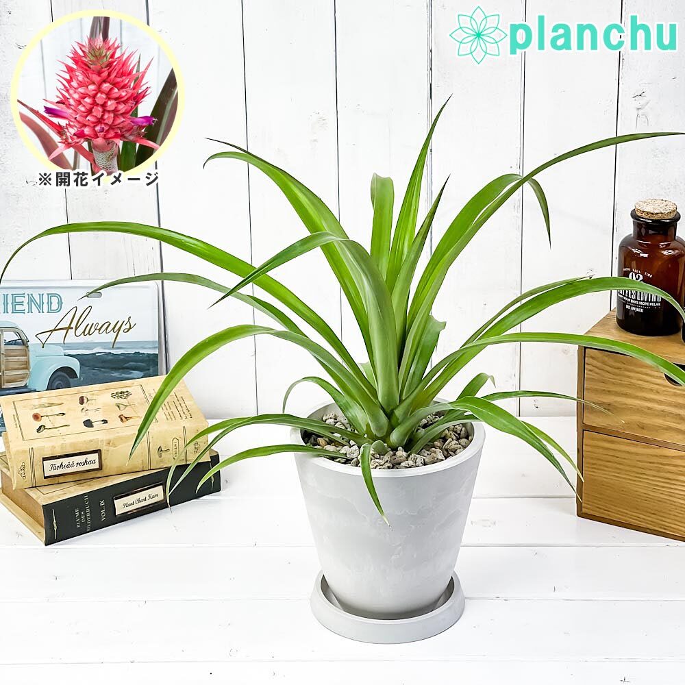 パイナップル レッドパイン ミラ 2年生挿し木果樹の苗木 15cm鉢 1個売り植物のITANSE 全品送料無料・即出荷