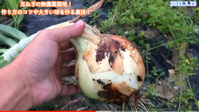 タマネギの育て方・栽培方法失敗しない栽培レッスン 野菜 サカタのタネ 家庭菜園・園芸情報サイト 園芸通信