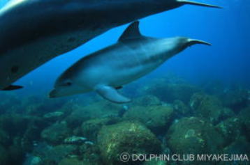 イルカの刺身を食べてみた和歌山県太地町では自然を大切にしながら捕鯨文化が継承されていたロケットニュース24