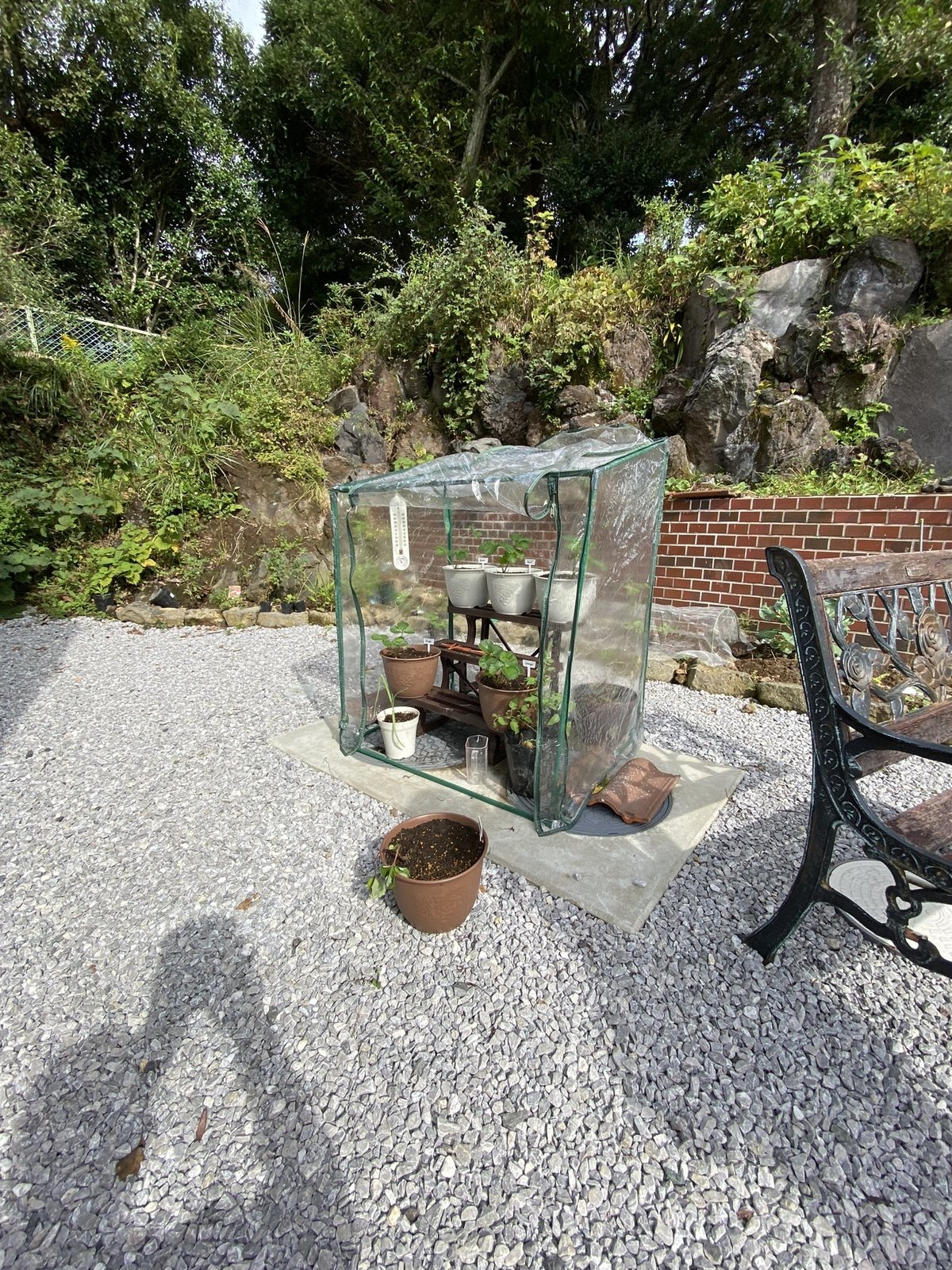 ビニールハウスのイチゴ畑の写真・画像素材-Snapmart スナップマート