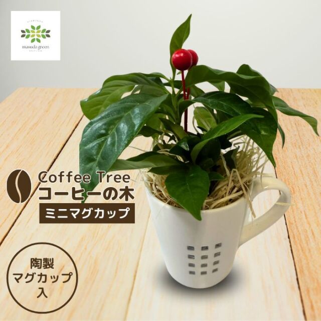 コーヒーの実からコーヒーを作ってみよう！＆実験イナゴマメでもコーヒーの味になるか試してみました！ - YouTube