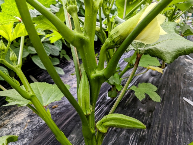 狭い場所でも栽培可能！ オクラの育て方・栽培方法はんのうびより