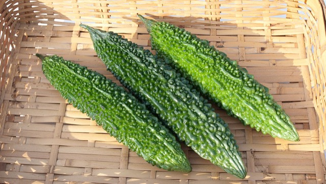 ゴーヤ栽培＆育て方！プランター家庭菜園OKで、熱や虫にも強いカゴメ株式会社