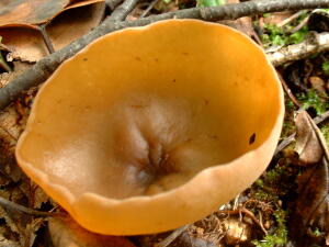 □Aleuria rhenanaキンチャワンタケ