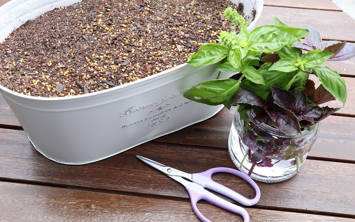 再生栽培でバジルが無限増殖！挿し木で苗を増やす方法と摘心のコツ リボベジやさいガーデン