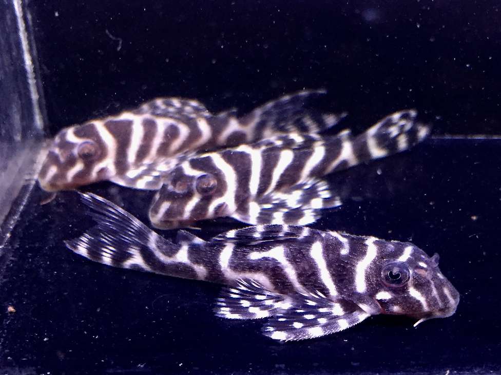 ポロロッカ」 さいたま市浦和区-ブティック-〒330-0062 の地図 アクセス 地点情報 - NAVITIME