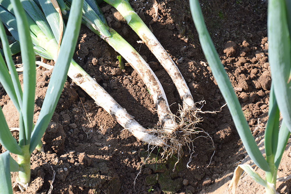 Amazon.co.jp: ねぎ 苗 20本 分けつ 農薬不使用 ネギ 分結増殖 : DIY・工具・ガーデン