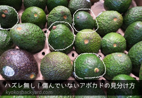 伸びすぎたアボカドの幹を根本近くで剪定しても、枯れることな 園芸相談Q＆Aみんなの趣味の園芸