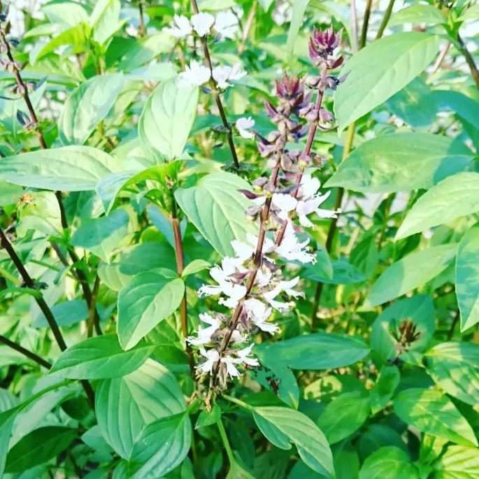 タイのバジル４種類 ホーラパ－ メンラック ガパオ イーラ