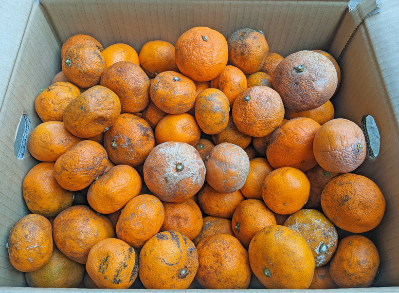 ミカンJA静岡市