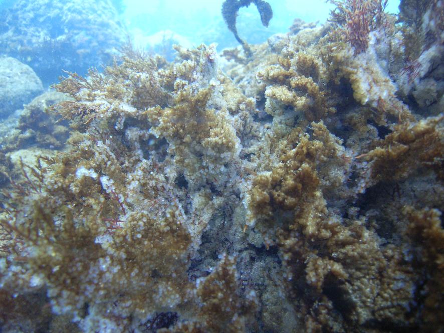 群来 くき の来る時 － ニシンが告げる余市の春 – 公式余市観光協会オンラインショップ エルラプラザ